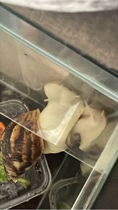 Улитки ахатина 2 штуки