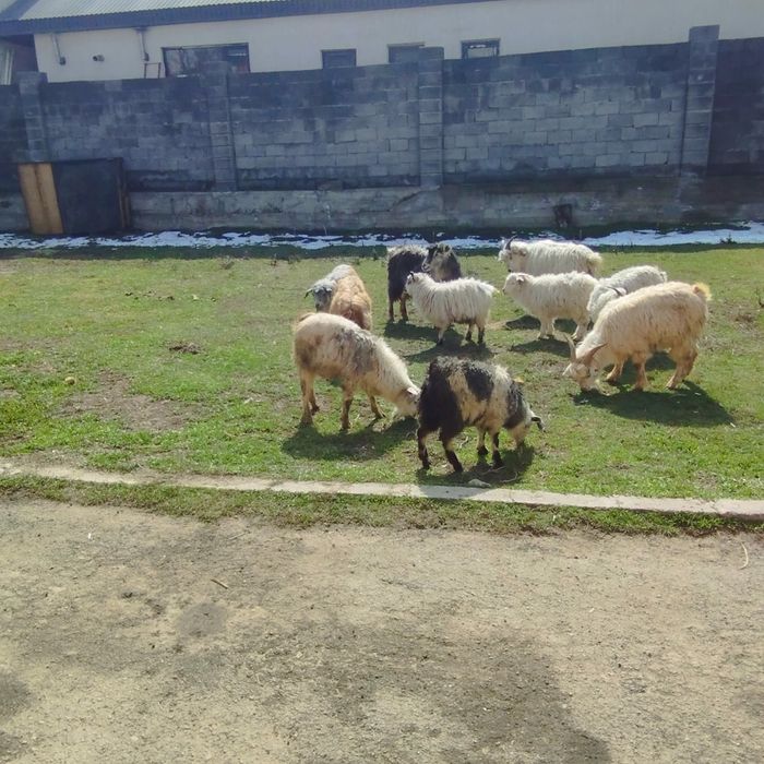 продам козы бараны овцы  ешки  кой