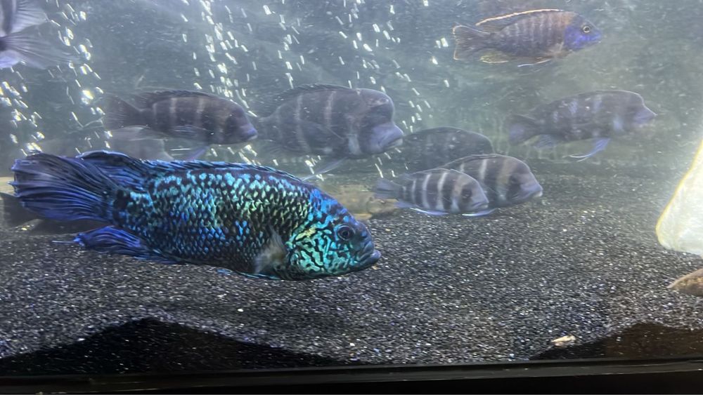 Американские и африканские цихлиды