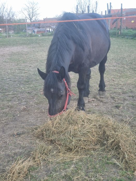 Iapa cu manz de vanzare