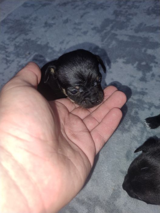 Продавам пинчери – стандартен цвят