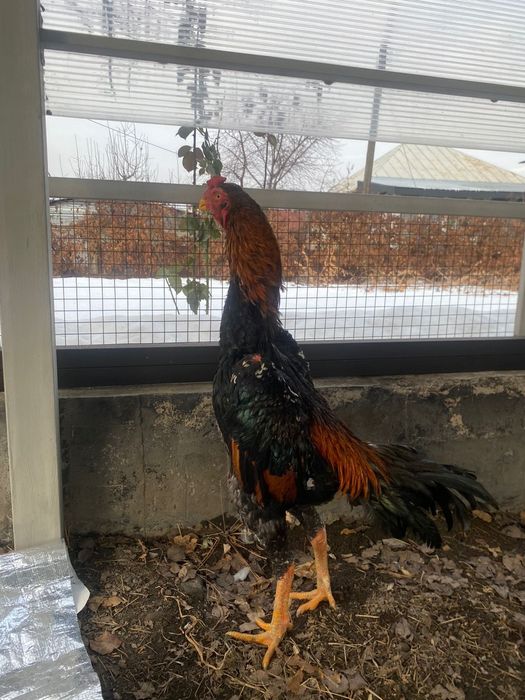 Петух Дакан О Шамо Грузин