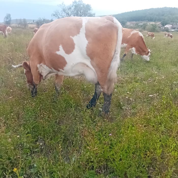 Vând vaca de abator