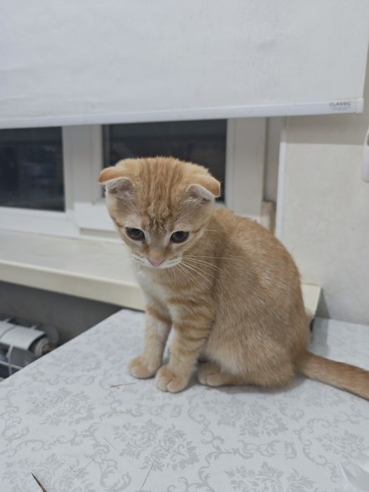 Отдам котенка в хорошие руки