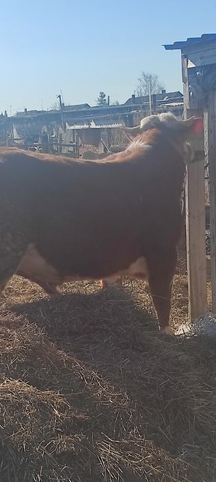 Немецкий сементал