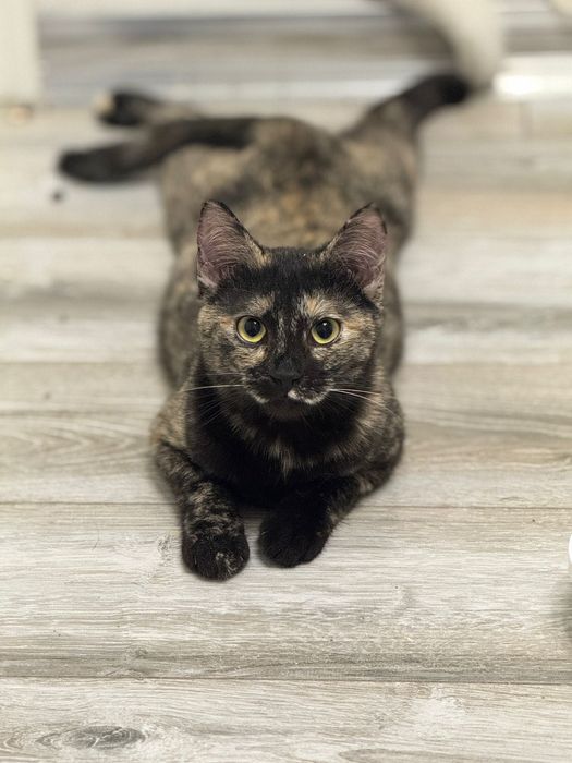 Красотка кошечка Триша!