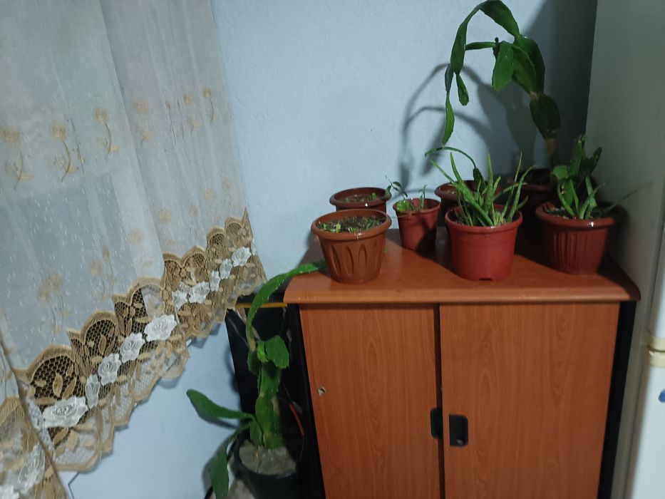 Chiroyli zõr gullar sotiladi