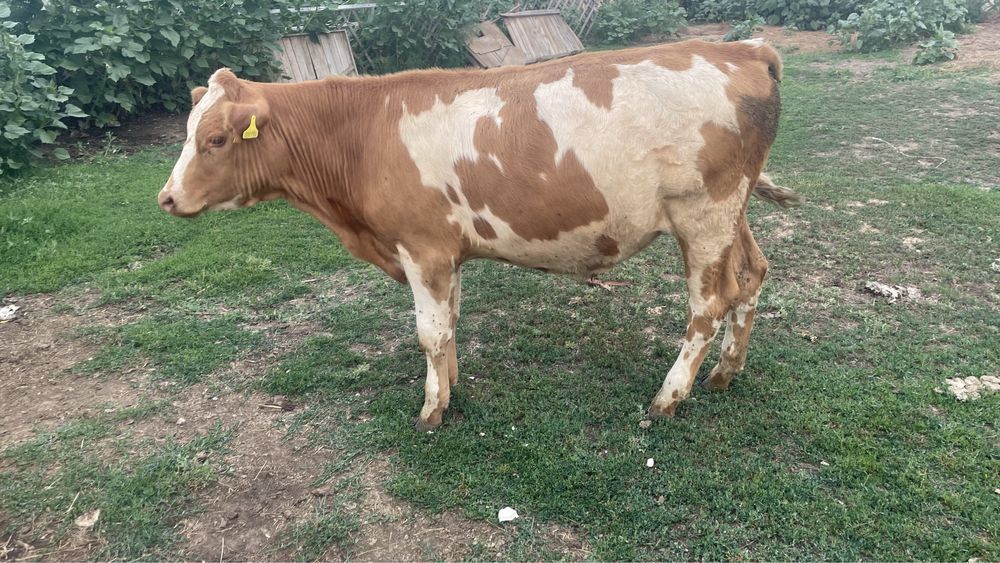 1жылдық тай өгіз