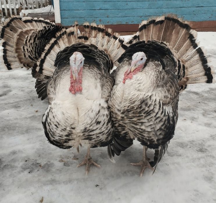 Продам индюков!!!