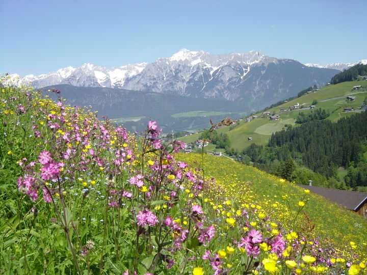 De vânzare – baloți de fân proaspăt din floră alpină 2026