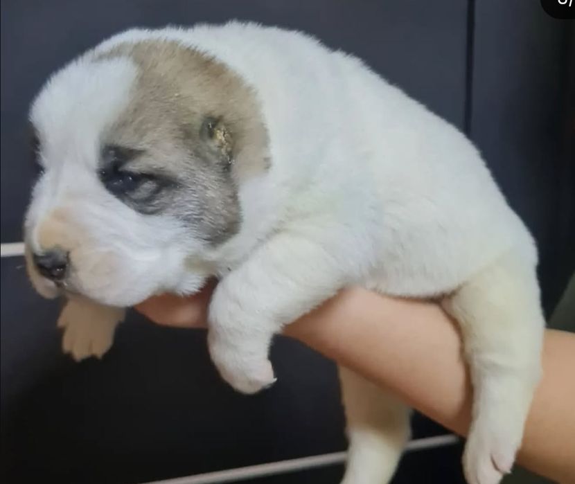 Шикарный щенки Алабая