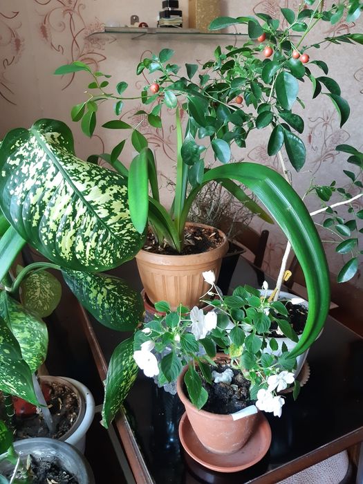 Дифенбахия .золотой ус