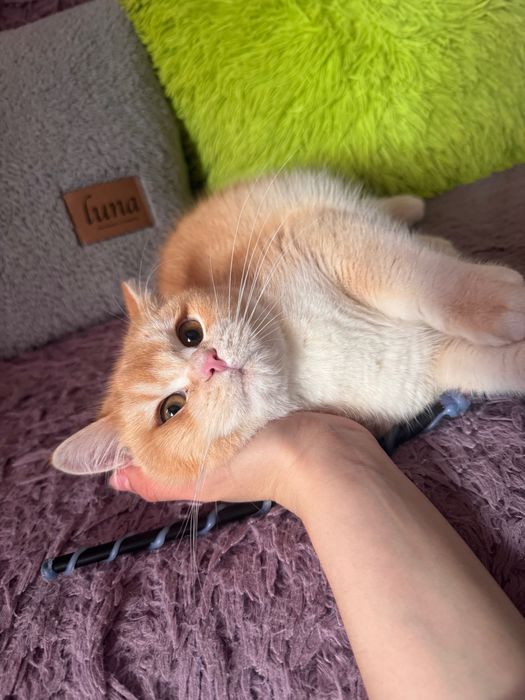 Британски котенца