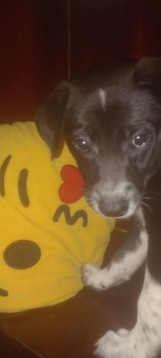 Щенки двор-терьера