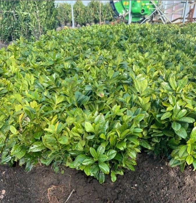 Laur Englezesc 40-50cm Novita Ramificat