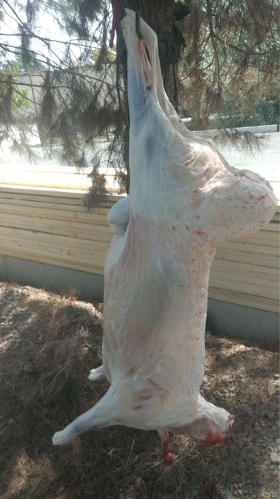Halol boqilgan qochqorlar Aqiqa Qurbonlik va boshqa Marosimlar uchun