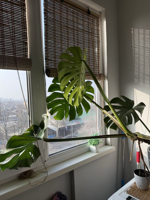 Продам растение монстера 2 года