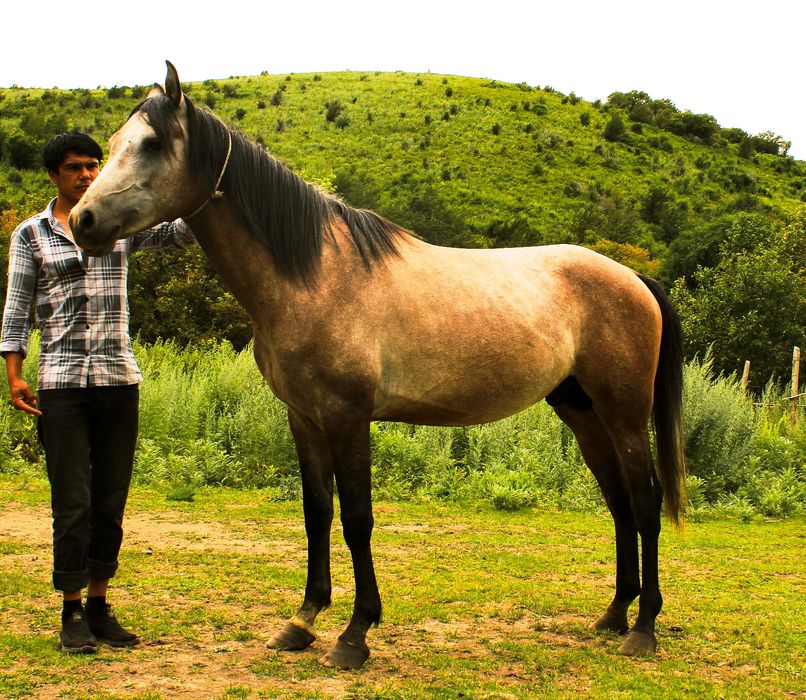 Продам Арабского жеребца потомка знаменитых жеребцов