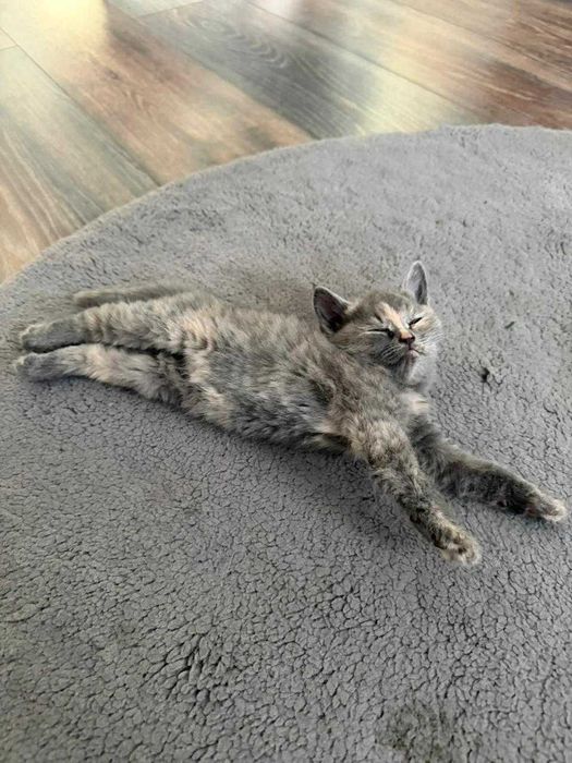 Отдам котенка в добрые руки