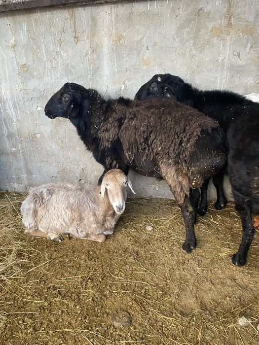 Кошкар сатылады