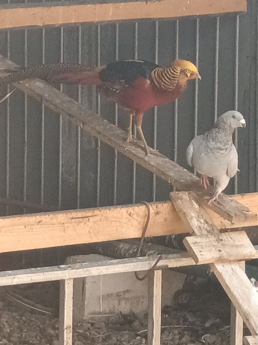 Animale Păuni fazani