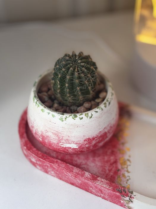 Набор из гипса с кактусом