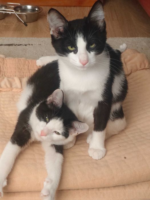 Отдам котят, бесплатно