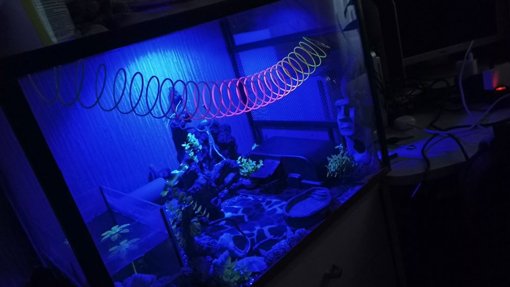 Террариум с эублефаром