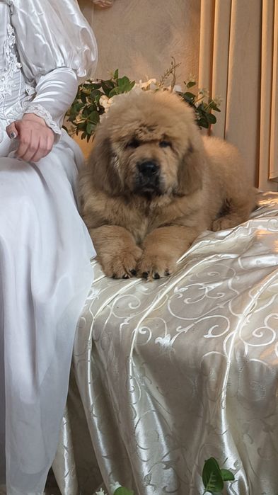 Тибетский мастиф парень