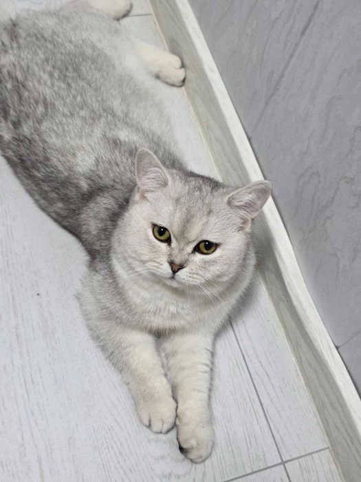 Серебристый Шиншилла продам   доброму хозяину.