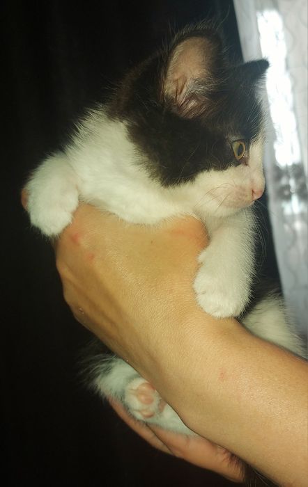 Котёнок в добрые руки