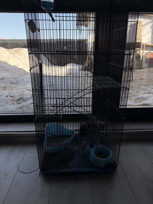 Продам шиншилу мальчик