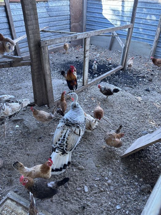 Продам птицу, индюков, кур, петухов