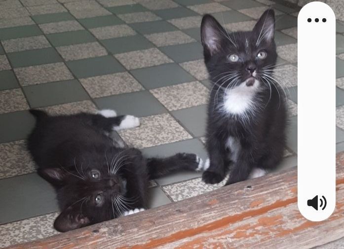 Домашние котята отдам даром в хорошие руки, Город Ташкент звоните.