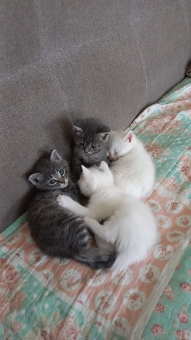 Кошки, котята...