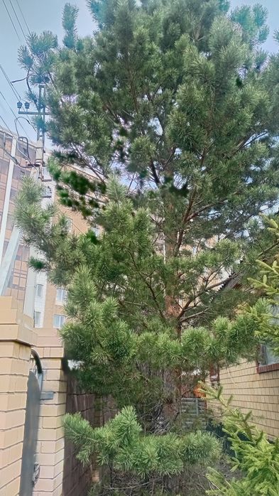 Продам елку в отличном состояние