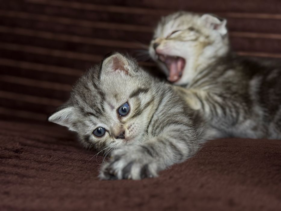 Шотладские котята