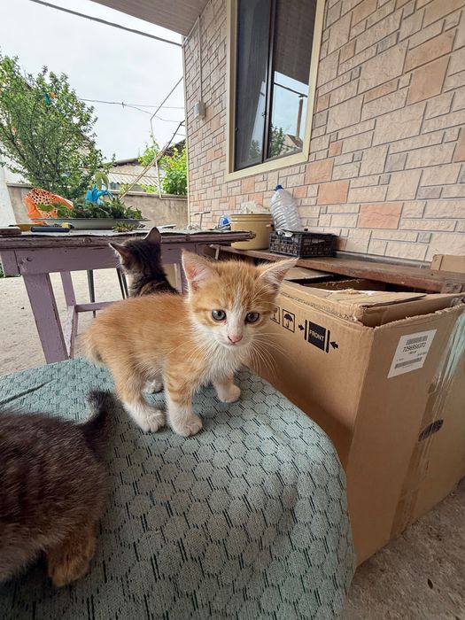 Котята. 2 месяца.