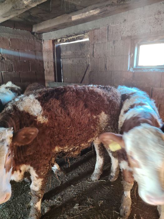 Vând viței bălțați și belgian