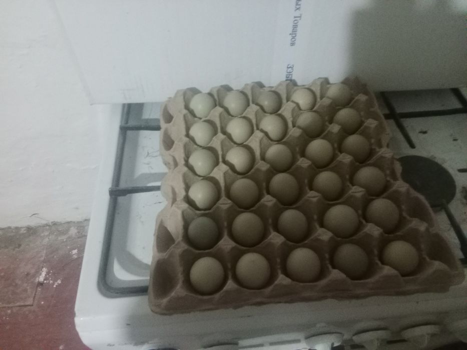 Қырғауыл жұмыртқасы