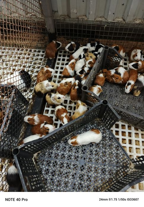 Свинки морские оптом