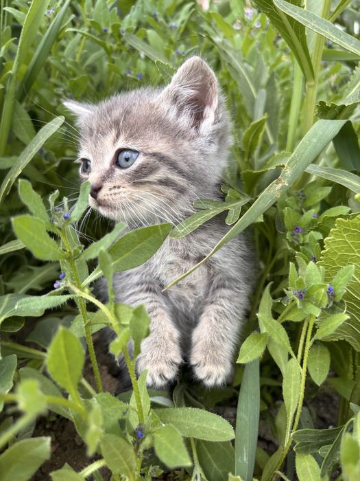 Котята мальчики бесплатно