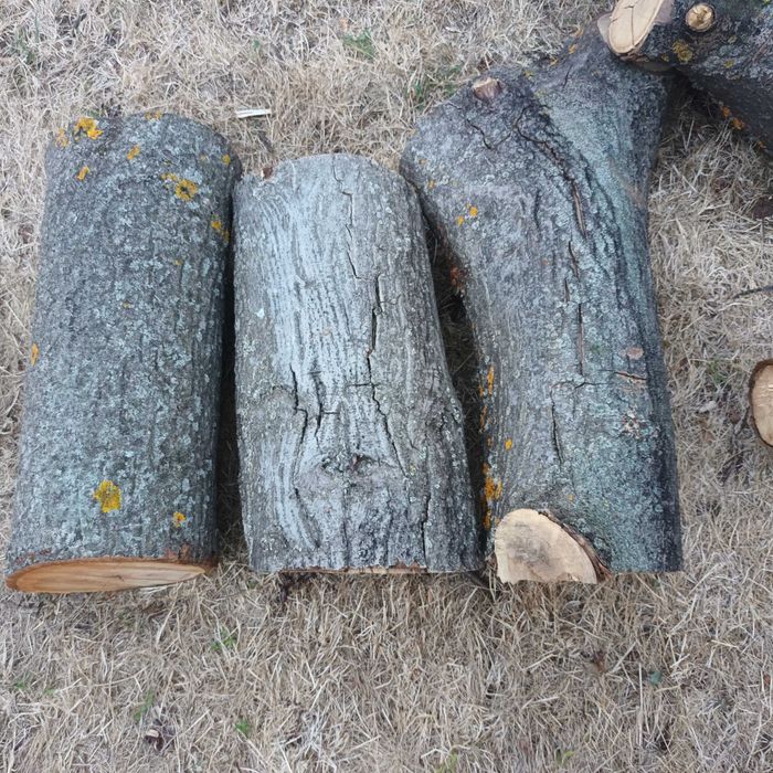 Трупи от орех трупи от орех