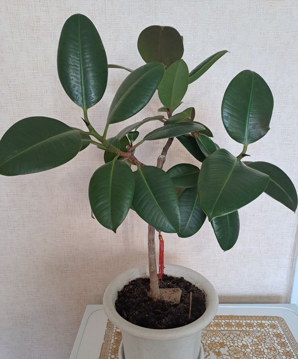 Продам взрослые растения - фикус сортовые