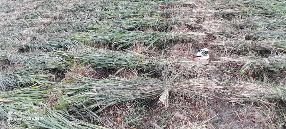 Quva tumanida mayda Juvari poya ,sotiladi