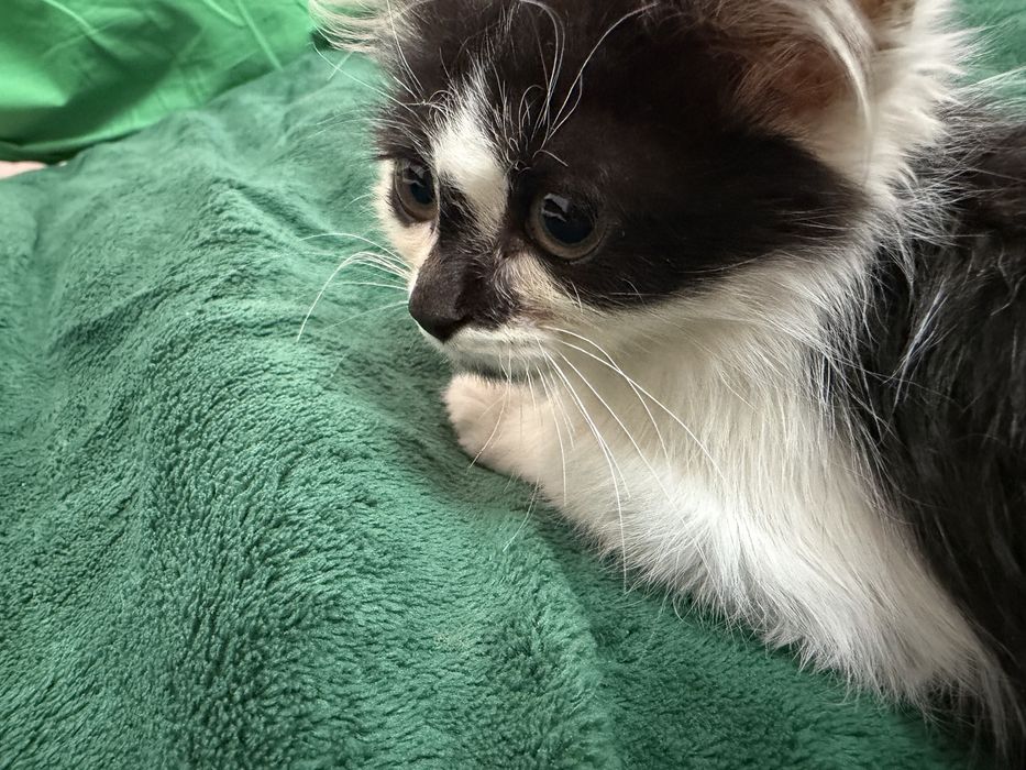 милые котикиииии
