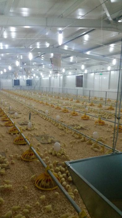 Хранилна система и поилна линии - птици