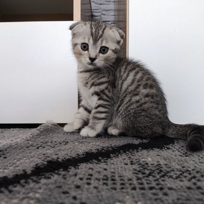 Продам котят. Вислоухие