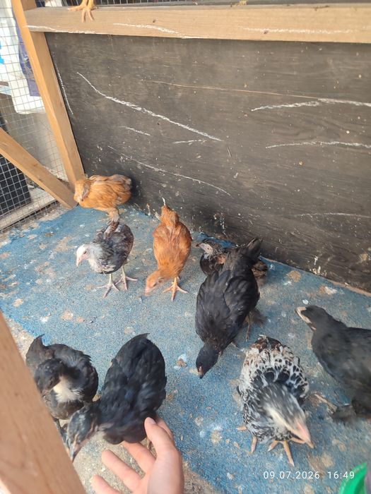 Продам Домашних Цыплят