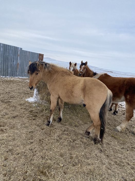 Мугалжар айгыр продается